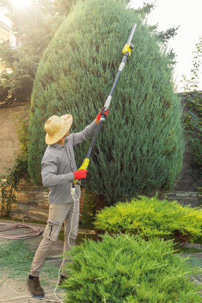 Best Lawn Grading and Leveling  in Mayer, MN